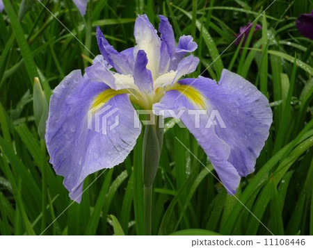 Iris 1 Iris 1 11108446