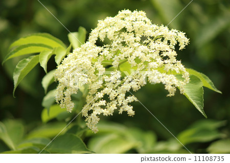 Elderflower Elderflower 11108735