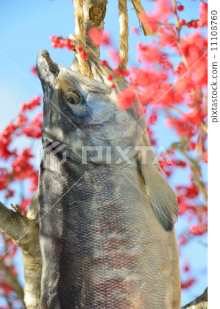 Autumn salmon 11108760