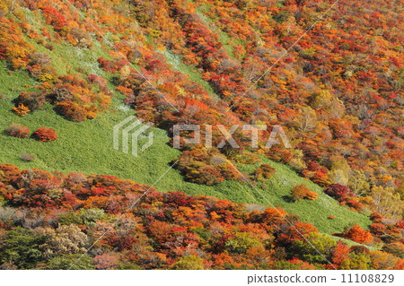 山皮膚秋葉 山皮膚秋葉 11108829