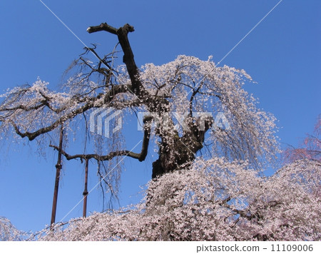 秩父市清雲寺垂枝櫻花江戶彼岸（天然紀念物） 11109006