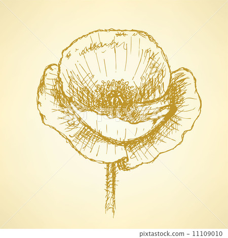 Sketch poppy, vector vintage background Sketch poppy, vector vintage background 11109010