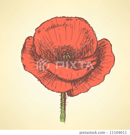 Sketch poppy, vector vintage background 11109011