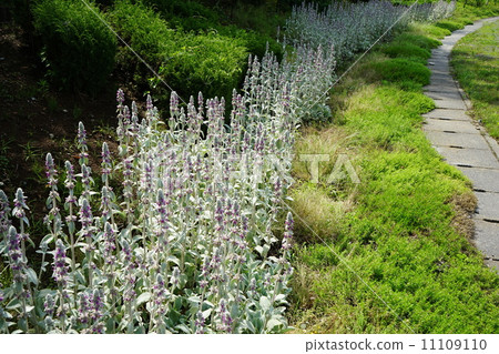 June Flower Rumsui · Labiata 07 Stakis · Byzantina June Flower Rumsui · Labiata 07 Stakis · Byzantina 11109110