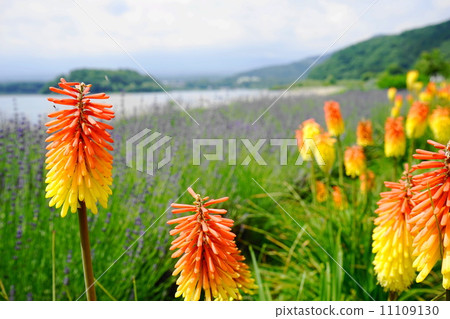 June Flower Tritoma · Lily Cuiri 08 Torch Lily 11109130