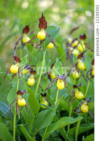slipper orchid wild flower of Germany 11109302