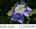 hydrangea   11109349