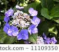 Hydrangea 11109350