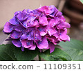 hydrangea   11109351