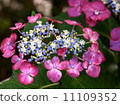 Flower hydrangea 11109352