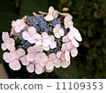 Hydrangea 11109353