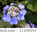  Gaku hydrangea 11109354
