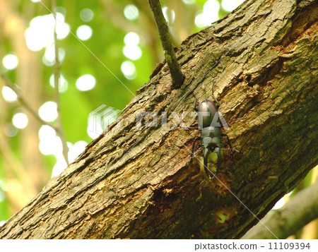 Male of Saw Palmetto (Nagoya City, Aichi Prefecture, 2014) 11109394