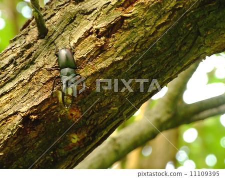 Male of Saw Palmetto (Nagoya City, Aichi Prefecture, 2014) 11109395