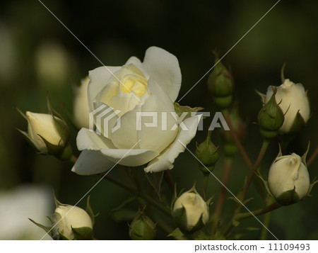 Vanilla · Bonica White flowers and buds 11109493