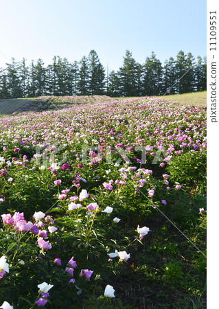 野雞開花的小山2 11109551