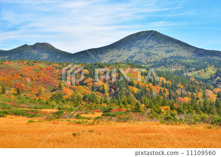 秋天Hakkodayama的著色 11109560