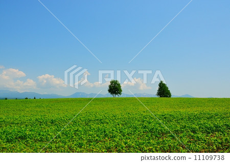 美瑛山的兩個白楊樹 11109738