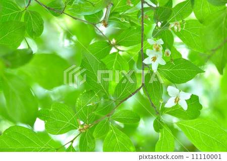 自我花 11110001