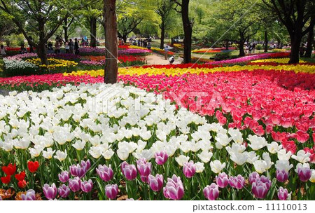 昭和紀念公園鬱金香 11110013