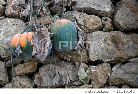 Growing Pumpkins on the Wall Growing Pumpkins on the Wall 11110148