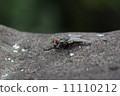 flies flies 11110212