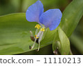 Axilla Axilla 11110213
