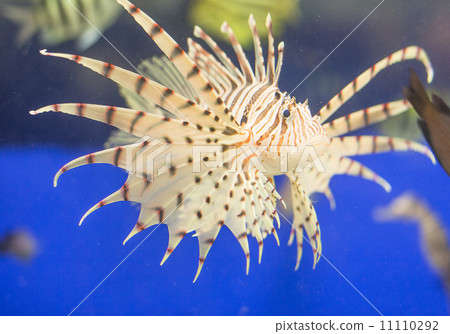 Lionfish Lionfish 11110292
