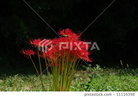 花 11110398