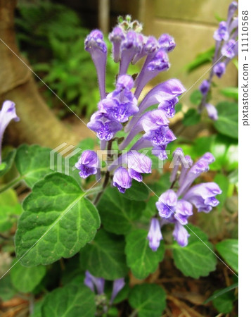 黃芩 黃芩 11110568