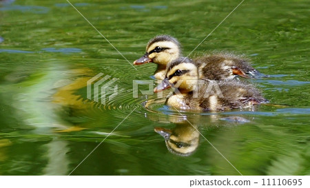 Calcaronia on the 6th day after birth 11110695