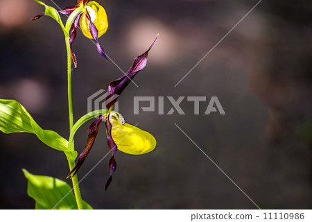 Cypripedium calceolus, slipper orchid wild flower of Germany Cypripedium calceolus, slipper orchid wild flower of Germany 11110986