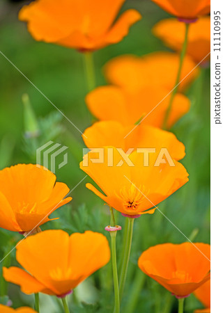 Californian poppy 11110995