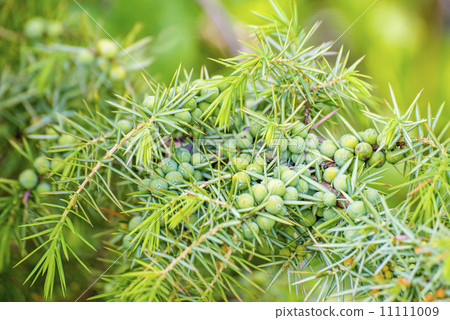 juniper berries 11111009