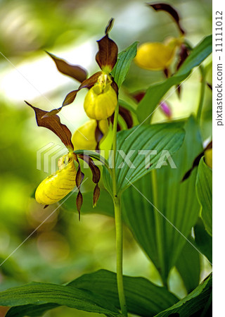 slipper orchid wild flower of Germany 11111012
