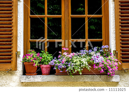 Flowers at a window 11111025