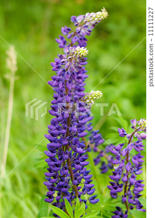 blue flowers forest 11111227