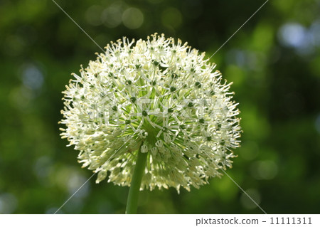 Giganchiumu 11111311