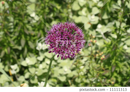 Giganchiumu 11111313