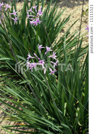 Society Garlic Society Garlic 11111521