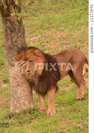 Male lion 11111642