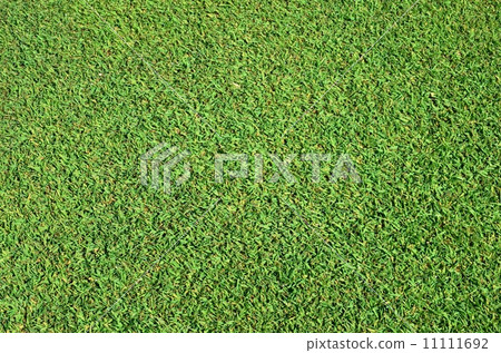 草皮 11111692