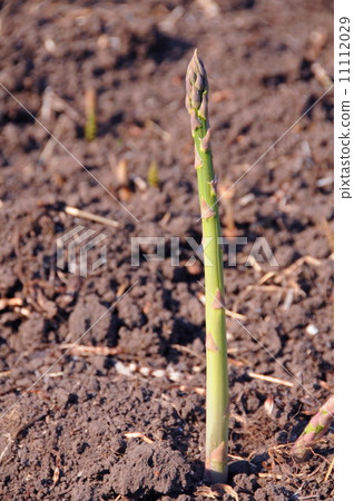 Asparagus 11112029