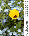 Yellow tulips 11112049