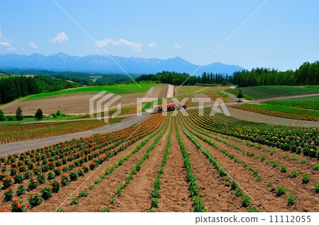 美姬Shiki Ayanooka 美姬Shiki Ayanooka 11112055