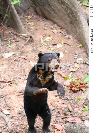 Sun Bear (male bear) 11112112