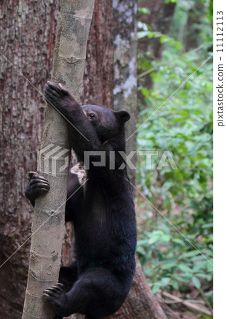 Sun Bear (male bear) 11112113
