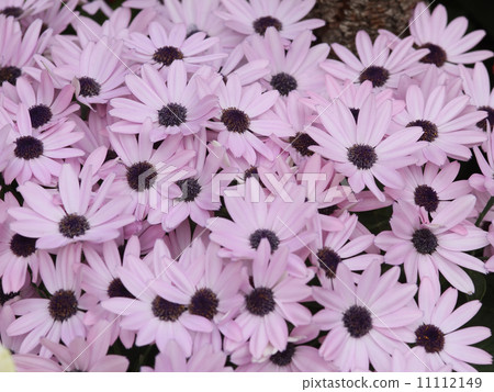Cineraria Cineraria 11112149