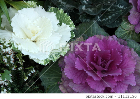 Habotan and Erika Daryiencis 11112156