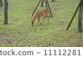 A deer 11112281